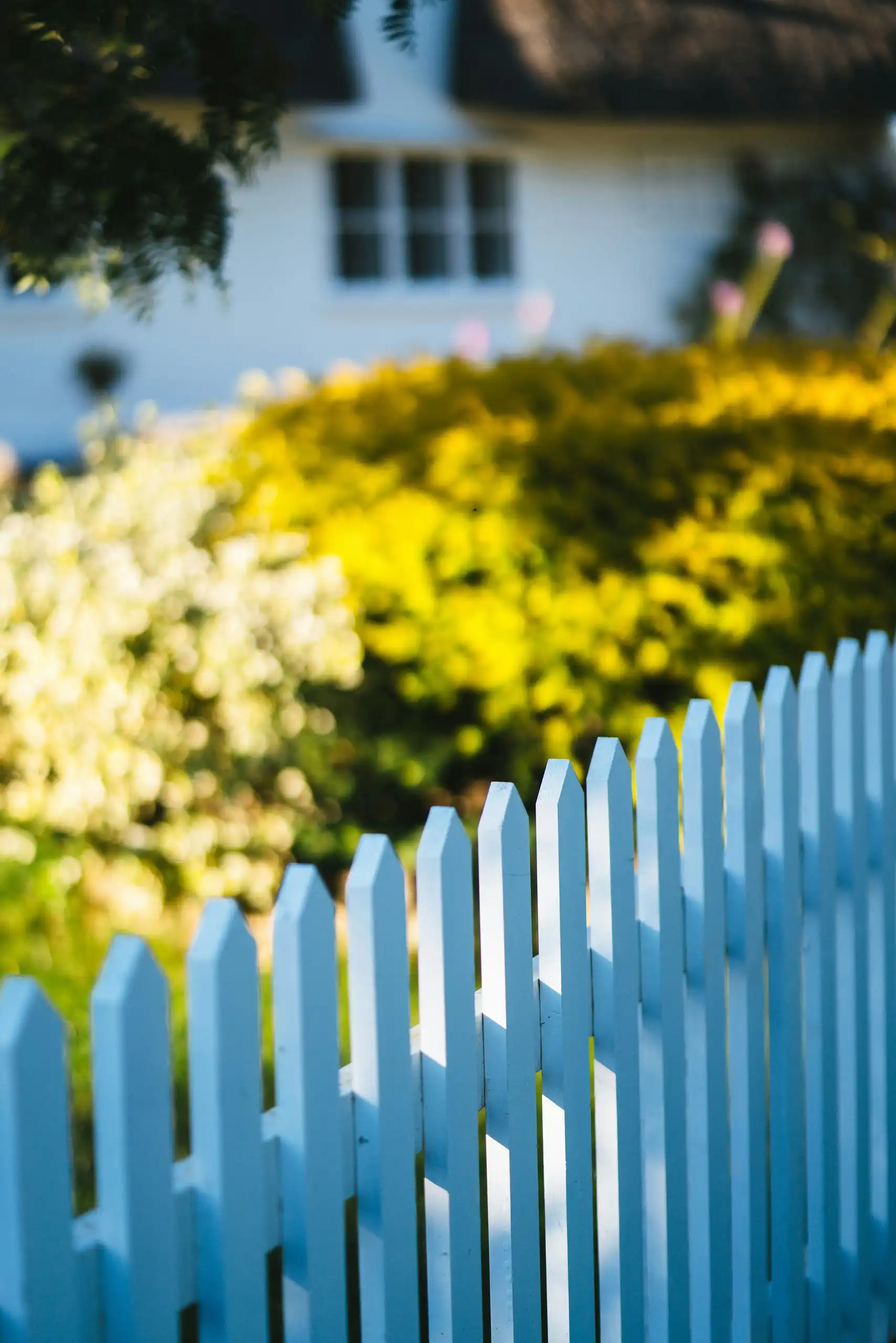 Freshly painted blue pickets in low sun, a garden and a house behind